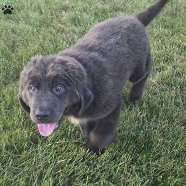 Ashley, Newfoundland Puppy